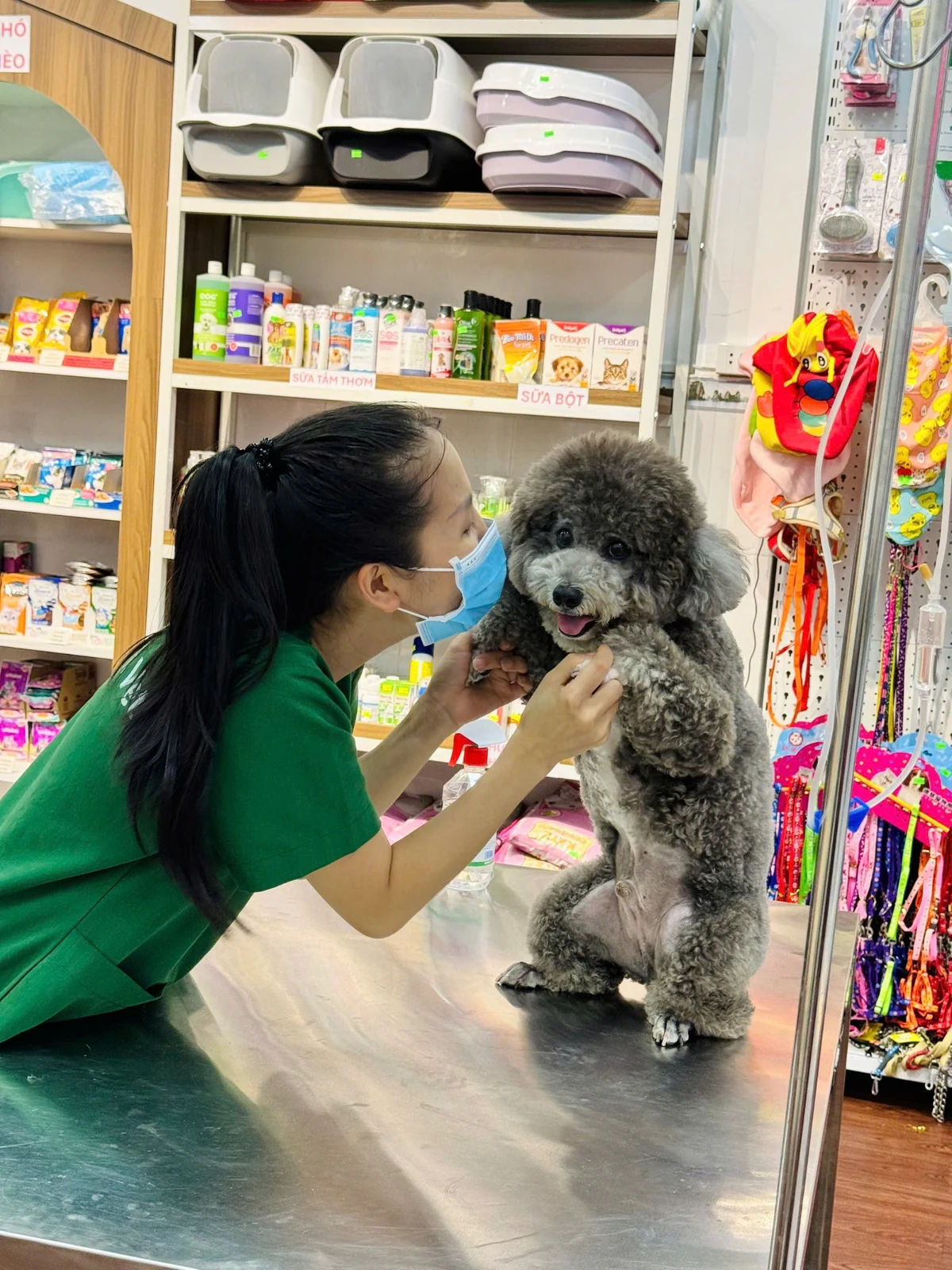 Chăm sóc chó tại DR.VET